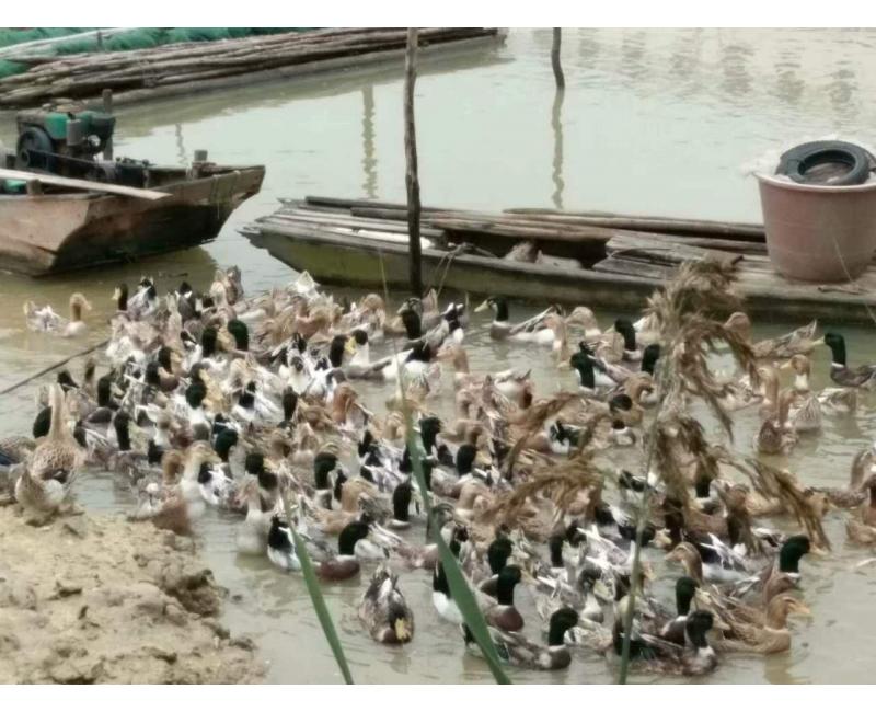 純放養(yǎng)青頭鴨、三那土雞、鳳尾菇 原生態(tài)產品